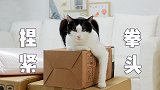 猫：铲屎官又剁手败家，我怎么养得起她啊？！