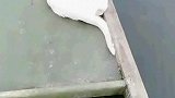 猫：铲屎官先停下，我晕船了！