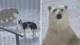 加拿大一头北极熊与宠物狗近距离接触 居民发射驱熊弹将其赶跑
