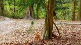 狗狗袭击猴子，放养的混混狗就是不一样！