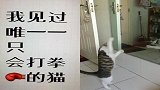 猫咪悄悄对着镜子练拳，旁边的主人都看呆了！