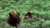 实拍棕熊猎杀野牛，野牛竟被棕熊一巴掌拍死，果然力量秒杀一切