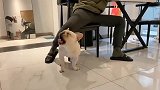 斗牛犬：地板那么凉，你借我坐一下能咋滴？！