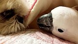 自愈的鹦鹉有趣日常