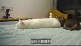 猫咪爱黏男朋友，送婴儿背带让他带猫咪，猫咪：谁还不是个宝宝