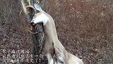 男子路过围墙，突然看到地上有一个“马头”，上前一看不淡定了！