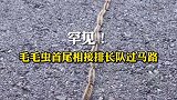 罕见！毛毛虫首尾相接排长队过马路，你见过吗？   神奇动物在 大自然