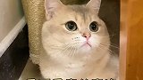 差点误伤了男朋友，没想到居然是猫……猫 2021新春日记 爱宠治愈季 剧情 剧情反转