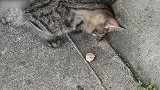 发现一只蠢萌的小猫咪，看这可爱的模样，真是太搞笑了！