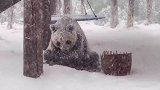 再大的雪也不能阻止大熊猫干饭