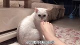 猫咪迷恋主人的脚，喵：这酸爽，不敢嫌弃，怕小鱼干没了