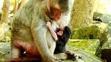 猴子很难移动，因为刚出生的宝宝，妈妈太累了