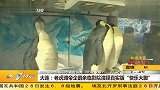 大连：老虎滩帝企鹅亲临影院演绎真实版”快乐大脚“ 20120227 第一时间