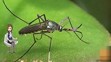 世界上最大的蚊子：不吸血专吃蚊子 堪称蚊子杀手