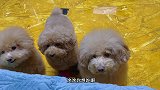 三个小吃货的日常吃鱼皮