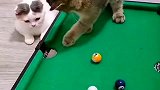 一只会打台球的狸花猫, 旁边小母猫一脸爱慕之情啊