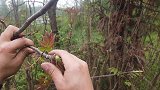 香椿炒鸡蛋，很多人第一步就做错了，这样做包你好吃(1)