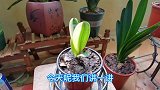 我这棵鸳鸯彩色君子兰基因越来越稳定，买个好彩兰不容易，来看看
