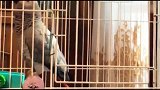 主人教鹦鹉说大爷坏话，鹦鹉跟你有什么关系啊