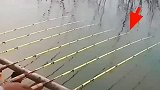 这是在钓鱼，还是在喂鱼呢？真是开眼界了！