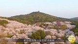 无锡鼋头渚樱花谷，武汉东湖磨山樱花园，谁是第三处世界赏樱圣地