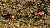 乔贝国家公园的羚羊