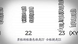 胎儿性别是男是女，到底是什么时候开始决定的？答案你绝对想不到