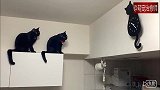 两只黑猫看到墙上挂的的猫闹钟后，一直瞪着看：猫咋总摇尾巴？