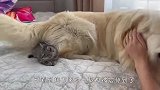 这金毛也太懂事了吧？帮主人照顾猫咪，画面萌翻了