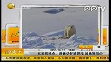 网曝北极熊残杀进食幼仔照片