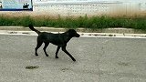 寂寞无聊的狼狗终于等到了同伴，一番无言的交流，相约去远方。
