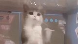 小猫的才艺展示，猫爪擦玻璃表演，这个表演我给满分