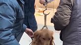 狗子：称我干啥，前几天称了下猪，猪就没了！