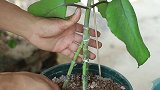 农村养花小伙，用落地生根这样嫁接，目的真没想到