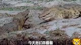 鳄鱼打架真吓人，再看河马咬仗那才更激烈，屏住呼吸看完的