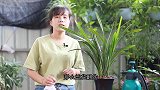 用粗植料栽种兰花，做错这一步，容易僵芽僵苗！