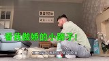 宝爸拿推子要给二哈脱毛，二哈立马警惕连连后退，狗：有话好好说