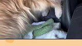 为了不踩到主人的衣服，狗子也是尽力了