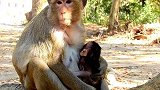 难以置信，出生才两天的小猴要喝奶被猴妈拒绝，然后还被这样暴打