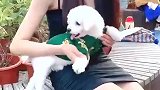 放开那小狗狗让我来，我更会撒娇
