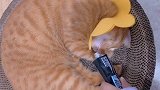 怎么叫都叫不醒！当我拿出营养膏…haha橘猫日常