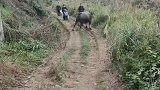 女子过乡道遇到牛，牛避开让人通过，牛只是以为你在跟它玩