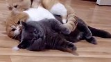 猫咪兄弟打架日常，谁也不肯先松口
