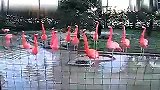 旅游-东京上野动物园火烈鸟