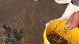 海边生活就是好，海鲜遍地是，内地人羡慕不来的！