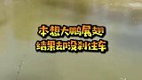 公鸡本想表演一下大鹏展翅，结果却没刹住车撞到了老母鸡！