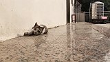 你们这些猫咪太过分了，把我种的胡萝卜都刨出来，我生气啦！