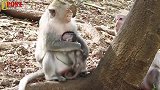 小猴子艾米丽看上去像一头牛，而阿马拉的妈妈总是照顾艾米丽
