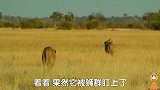 狮群围攻一头水牛，还有雄狮，再看水牛临危不惧，亮起尖角，反击