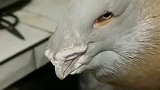 第一次来岳父家，不知道这是养了个什么鸟，肉应该很美味吧